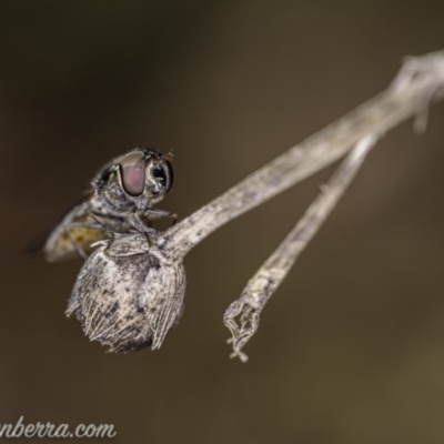 Melangyna viridiceps (Hover fly) at Hughes, ACT - 20 Jun 2020 by JonSteinbeck