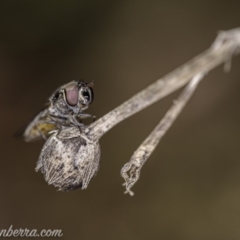 Melangyna viridiceps (Hover fly) at Hughes, ACT - 20 Jun 2020 by BIrdsinCanberra