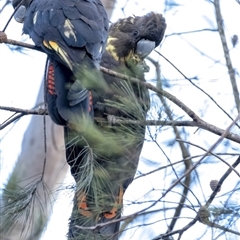 Calyptorhynchus lathami (Glossy Black-Cockatoo) at Penrose, NSW - 30 Jun 2020 by Aussiegall