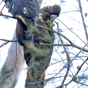 Calyptorhynchus lathami lathami at Penrose, NSW - 30 Jun 2020