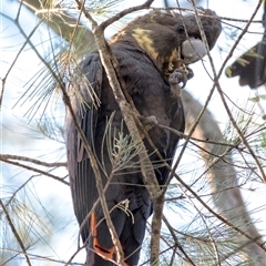 Calyptorhynchus lathami lathami at Penrose, NSW - 30 Jun 2020