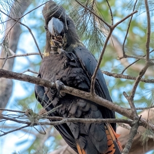 Calyptorhynchus lathami lathami at Penrose, NSW - 30 Jun 2020