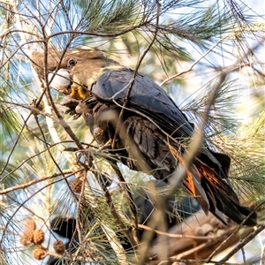 Calyptorhynchus lathami lathami at Penrose, NSW - 30 Jun 2020