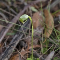 Pterostylis nutans (Nodding Greenhood) at Wingecarribee Local Government Area - 29 Jun 2020 by Aussiegall