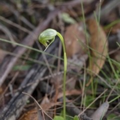 Pterostylis nutans (Nodding Greenhood) at Penrose - 29 Jun 2020 by Aussiegall