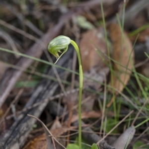 Pterostylis nutans at Penrose - suppressed