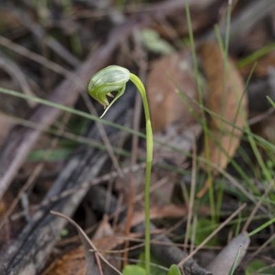 Pterostylis nutans (Nodding Greenhood) at Wingecarribee Local Government Area - 28 Jun 2020 by Aussiegall