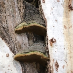 Phellinus sp. (non-resupinate) (A polypore) at ANBG - 1 Jul 2020 by RodDeb