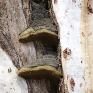 Phellinus sp. (non-resupinate) at Acton, ACT - 1 Jul 2020 12:40 PM