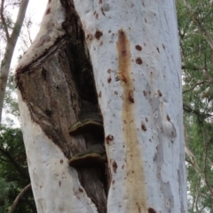 Phellinus sp. (non-resupinate) at Acton, ACT - 1 Jul 2020 12:40 PM