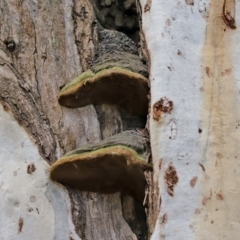 Phellinus sp. (non-resupinate) at Acton, ACT - 1 Jul 2020 12:40 PM