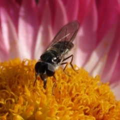 Melangyna viridiceps (Hover fly) at Acton, ACT - 1 Jul 2020 by RodDeb