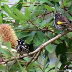 Phylidonyris novaehollandiae (New Holland Honeyeater) at Acton, ACT - 1 Jul 2020 by RodDeb