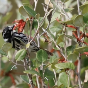 Phylidonyris novaehollandiae at Acton, ACT - 1 Jul 2020