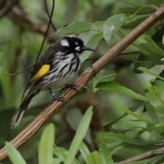 Phylidonyris novaehollandiae at Acton, ACT - 1 Jul 2020