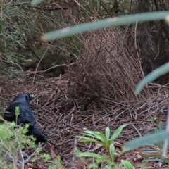 Ptilonorhynchus violaceus at Acton, ACT - 1 Jul 2020