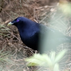 Ptilonorhynchus violaceus at Acton, ACT - 1 Jul 2020