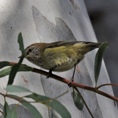 Acanthiza lineata (Striated Thornbill) at ANBG - 1 Jul 2020 by RodDeb