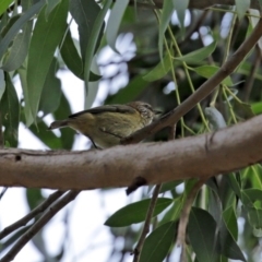 Acanthiza lineata at Hackett, ACT - 1 Jul 2020 12:54 PM