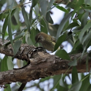 Acanthiza lineata at Hackett, ACT - 1 Jul 2020 12:54 PM