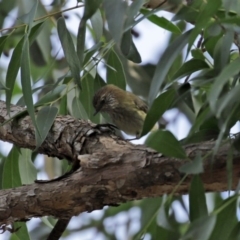 Acanthiza lineata at Hackett, ACT - 1 Jul 2020