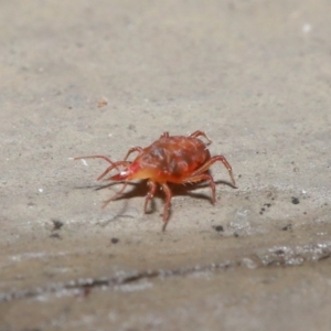 Bdellidae sp. (family) at Hackett, ACT - 1 Jul 2020