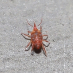 Bdellidae sp. (family) at Hackett, ACT - 1 Jul 2020