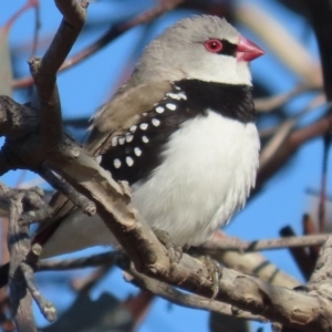 Stagonopleura guttata at Googong, NSW - 1 Jul 2020