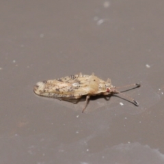 Tingidae sp. (family) (Lace bug) at Acton, ACT - 1 Jul 2020 by TimL