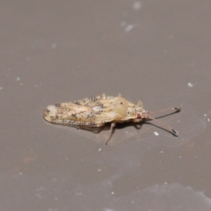 Tingidae sp. (family) at Acton, ACT - 1 Jul 2020