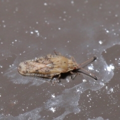 Tingidae sp. (family) at Acton, ACT - 1 Jul 2020