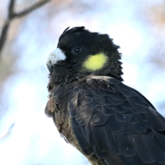 Zanda funerea (Yellow-tailed Black-Cockatoo) at Fyshwick, ACT - 15 Apr 2020 by jb2602