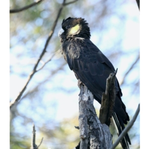 Zanda funerea at Fyshwick, ACT - 15 Apr 2020