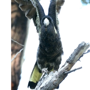 Zanda funerea at Fyshwick, ACT - 15 Apr 2020