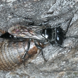 Tachysphex sp. (genus) at Ainslie, ACT - 15 Apr 2020
