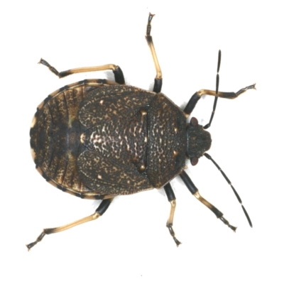 Platycoris rotundatus (A shield bug) at Ainslie, ACT - 15 Apr 2020 by jbromilow50