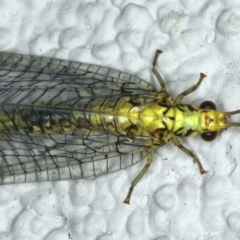 Italochrysa insignis (A Green Lacewing) at Ainslie, ACT - 15 Apr 2020 by jb2602