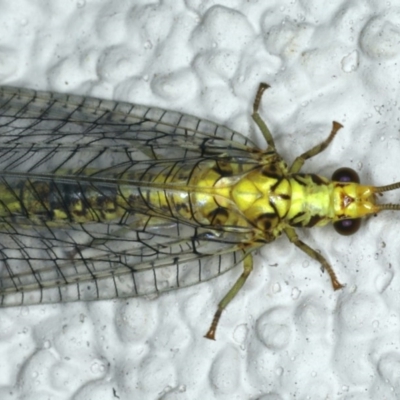 Italochrysa insignis (A Green Lacewing) at Ainslie, ACT - 15 Apr 2020 by jbromilow50