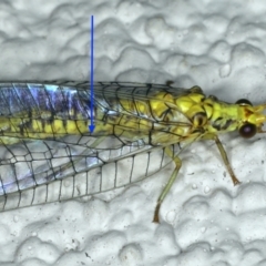 Italochrysa insignis at Ainslie, ACT - 15 Apr 2020