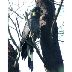 Zanda funerea (Yellow-tailed Black-Cockatoo) at Fyshwick, ACT - 15 Apr 2020 by jbromilow50