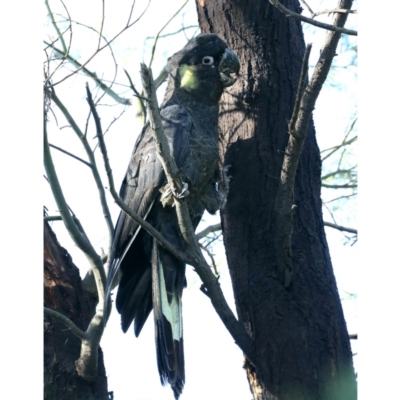 Zanda funerea (Yellow-tailed Black-Cockatoo) at Jerrabomberra Wetlands - 14 Apr 2020 by jbromilow50