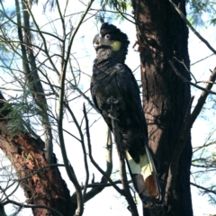 Zanda funerea at Fyshwick, ACT - 15 Apr 2020