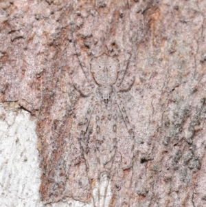 Tamopsis sp. (genus) at Acton, ACT - 1 Jul 2020