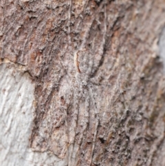 Tamopsis sp. (genus) at Acton, ACT - 1 Jul 2020