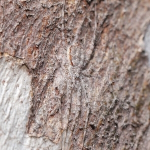 Tamopsis sp. (genus) at Acton, ACT - 1 Jul 2020