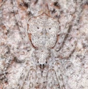 Tamopsis sp. (genus) at Acton, ACT - 1 Jul 2020