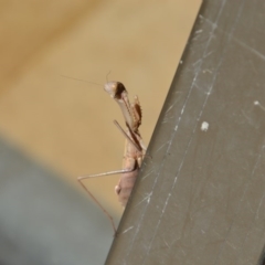 Mantodea (order) (Unidentified praying mantis) at Greenleigh, NSW - 12 May 2020 by LyndalT