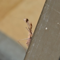 Mantodea (order) (Unidentified praying mantis) at QPRC LGA - 12 May 2020 by LyndalT