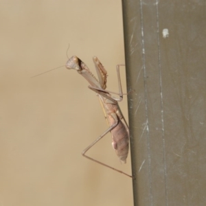 Mantodea (order) at Greenleigh, NSW - 12 May 2020