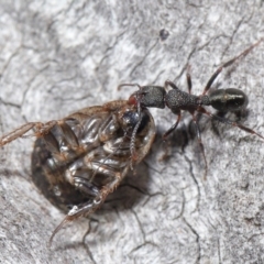 Rhytidoponera tasmaniensis at Hackett, ACT - 30 Jun 2020